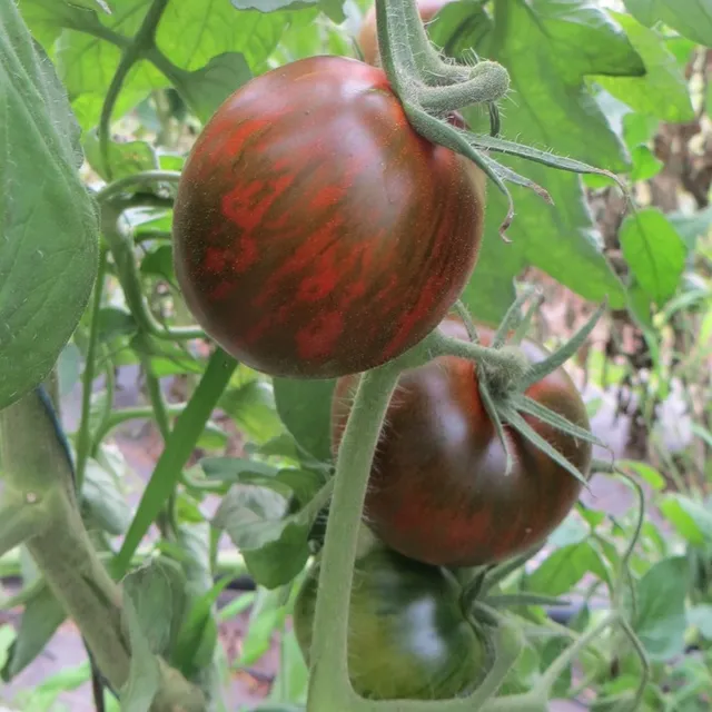 les-semences-de-l-ombelle-tomate-black-and-brown-boar-graines-bio image 1