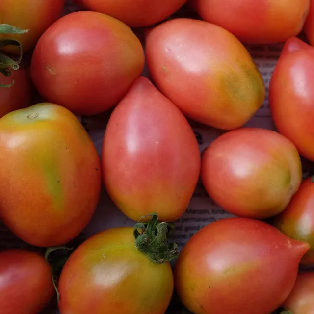 la-bo-te-graines-tomate-colgar-graines-bio-conservation image 1