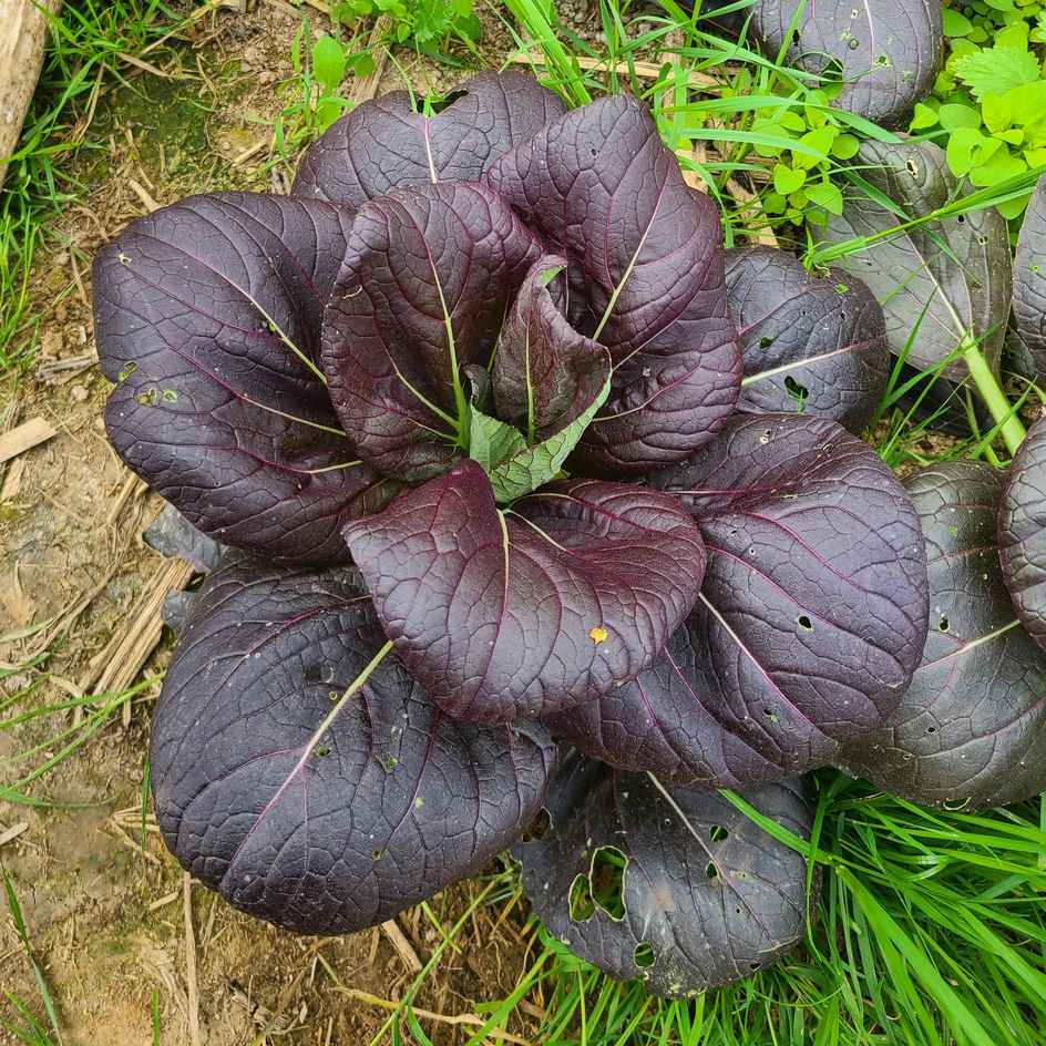 la-bo-te-graines-graines-l-gumes-pak-cho-red-inferno-graines-chou-bio image 1