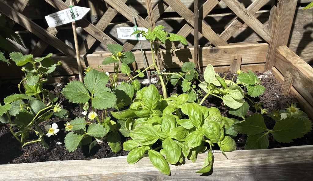 Plant vigoureux