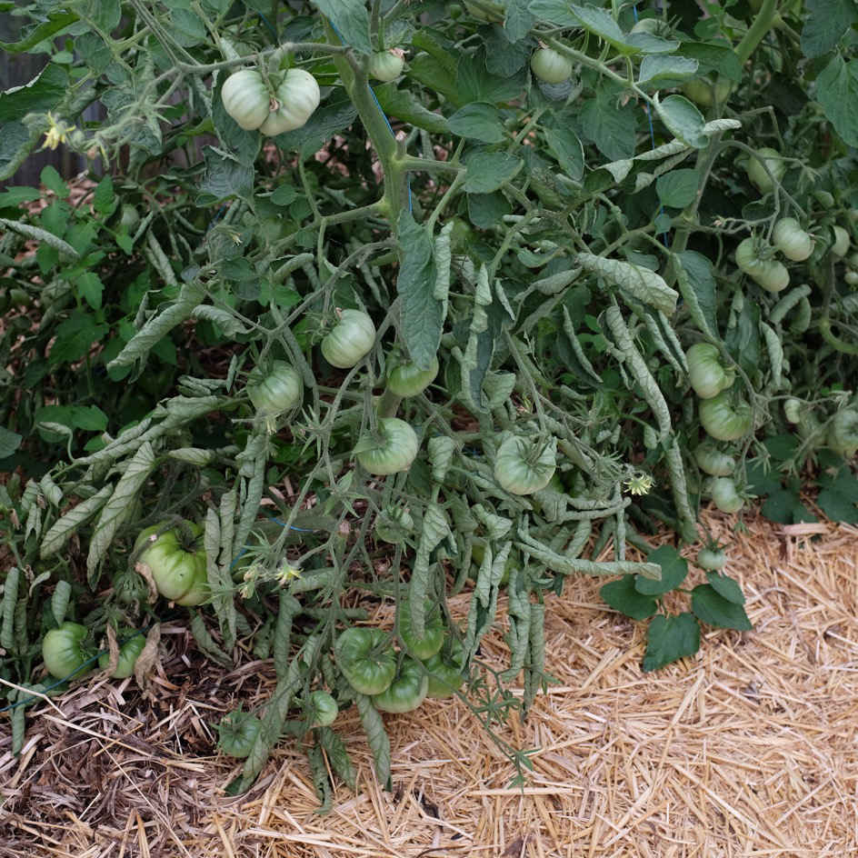 la-bo-te-graines-tomate-evergreen-graines-l-gumes-bio-verte image 2