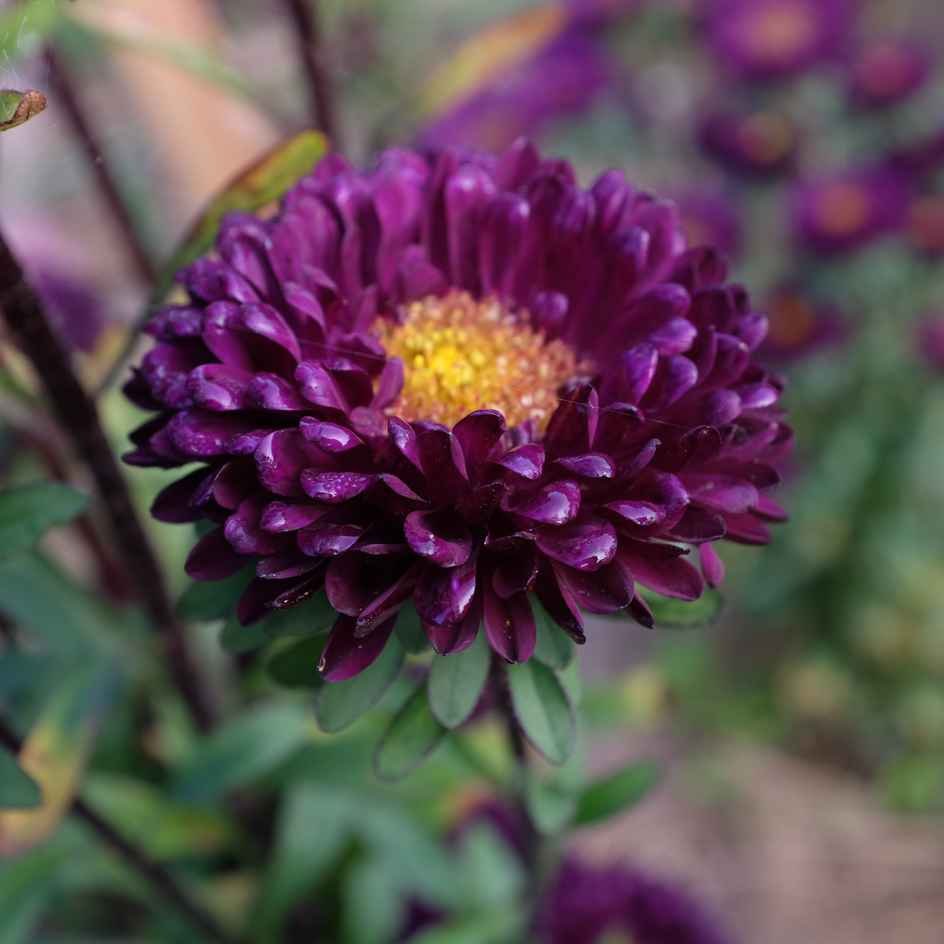 la-bo-te-graines-reine-marguerite-matsumoto-blue-bio-graines-fleurs image 2