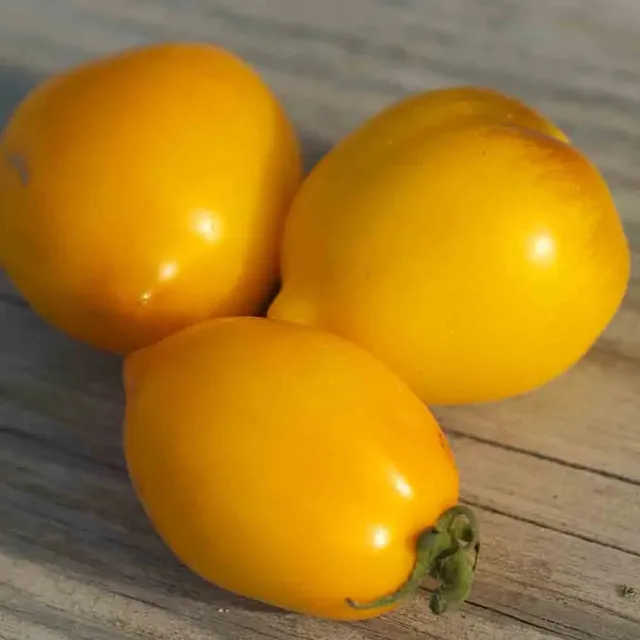 ferme-de-sainte-marthe-lemon-tree-ab-graines-tomates-bio-citron image 1