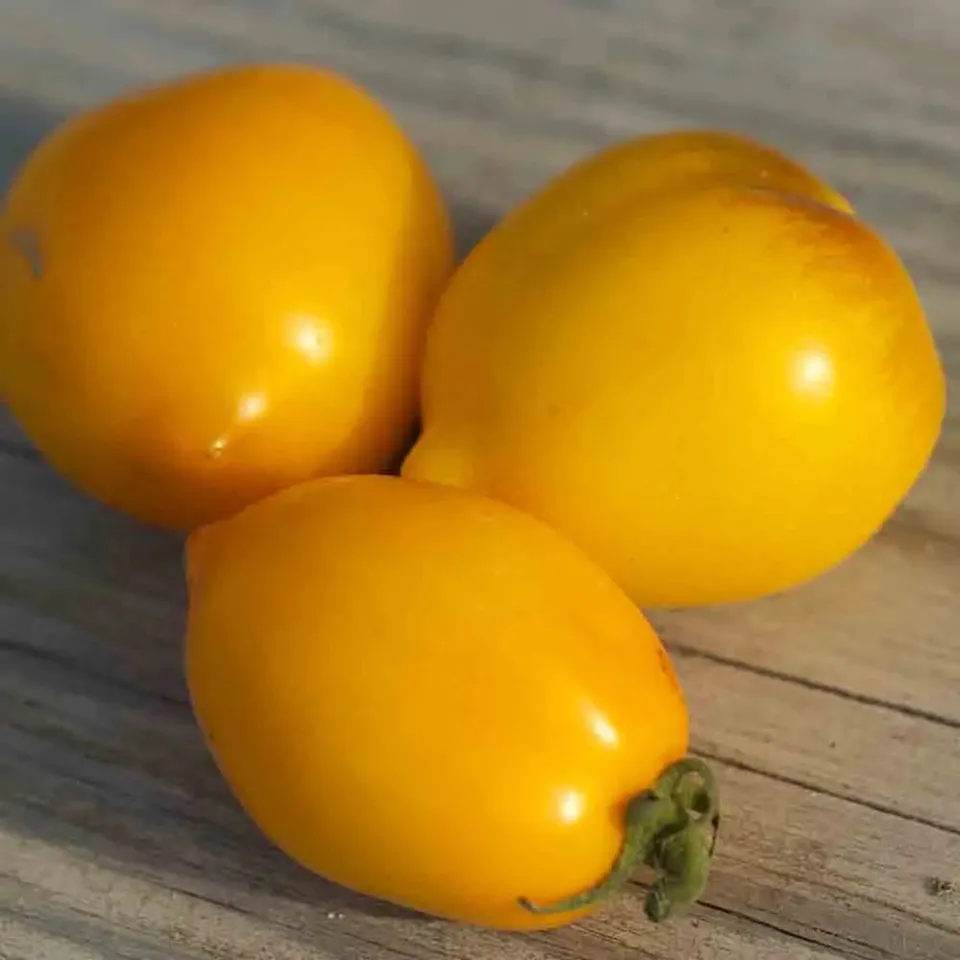 ferme-de-sainte-marthe-lemon-tree-ab-graines-tomates-bio-citron image 1