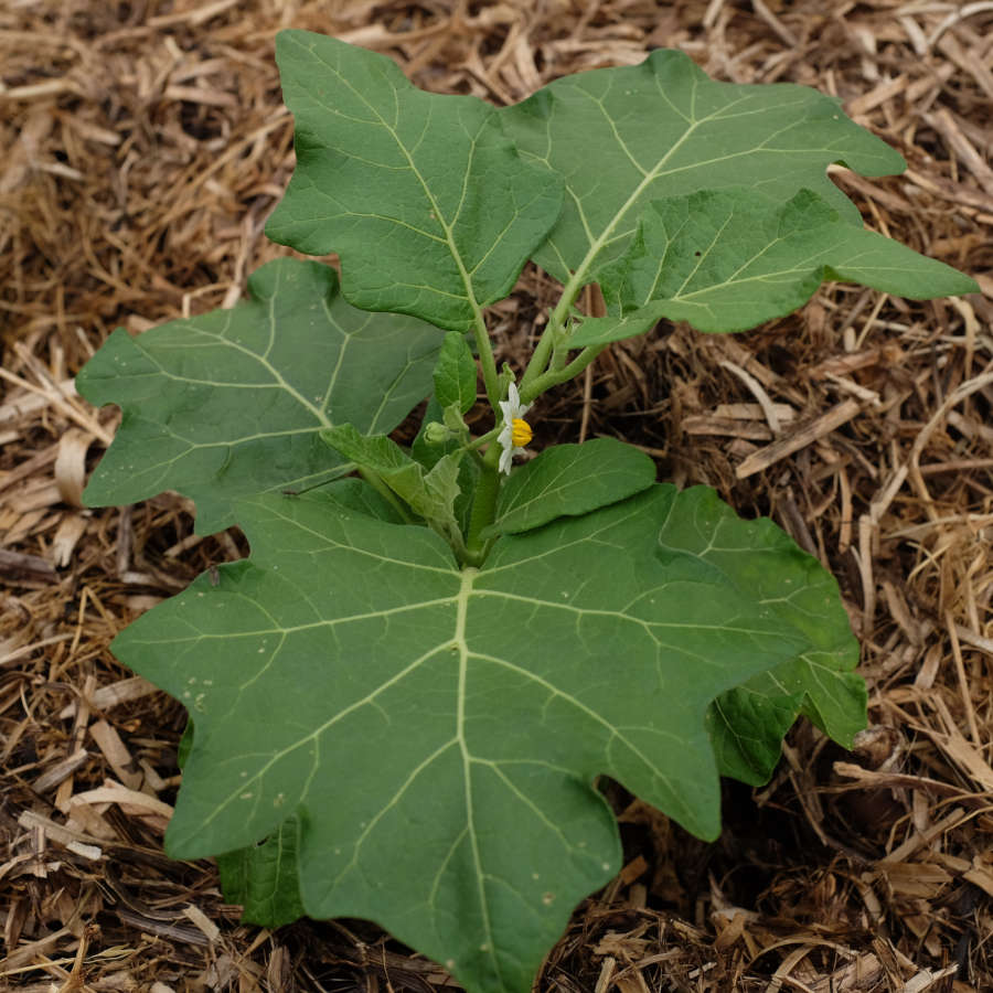 la-bo-te-graines-aubergine-goyo-kumba-graines-bio-africaine image 2