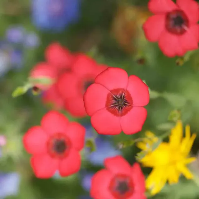 ferme-de-sainte-marthe-lin-rouge-graines-fleurs-annuelles-bio image 1