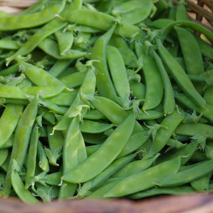 les-semences-de-l-ombelle-norli-pois-mangetout-graines-bio image 2