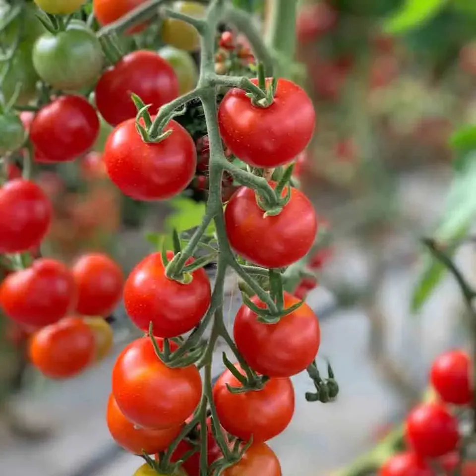 ferme-de-sainte-marthe-miel-du-mexique-graines-tomate-cerise-bio image 1