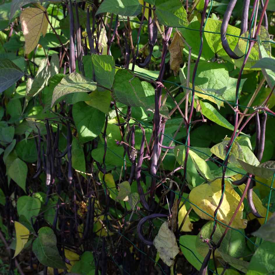 la-bo-te-graines-melissa-graines-haricot-violet-bio image 5