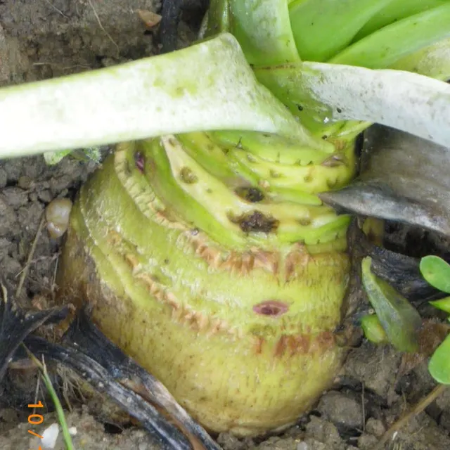 la-bo-te-graines-wilhelmsburger-chou-rutabaga-bio-racine-jaune image 1