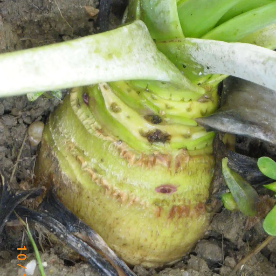 la-bo-te-graines-wilhelmsburger-chou-rutabaga-bio-racine-jaune image 1