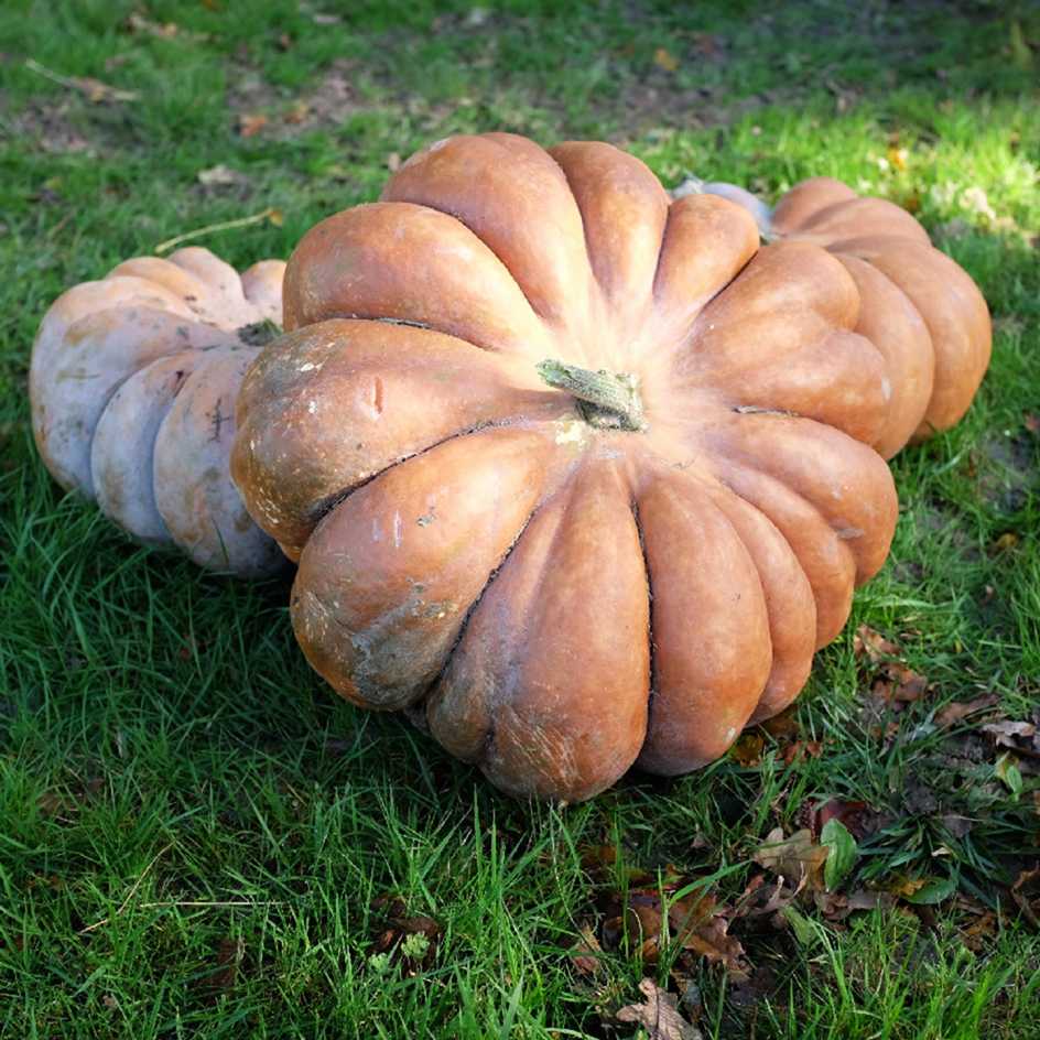 la-bo-te-graines-courge-musqu-e-de-provence-graines-bio image 1