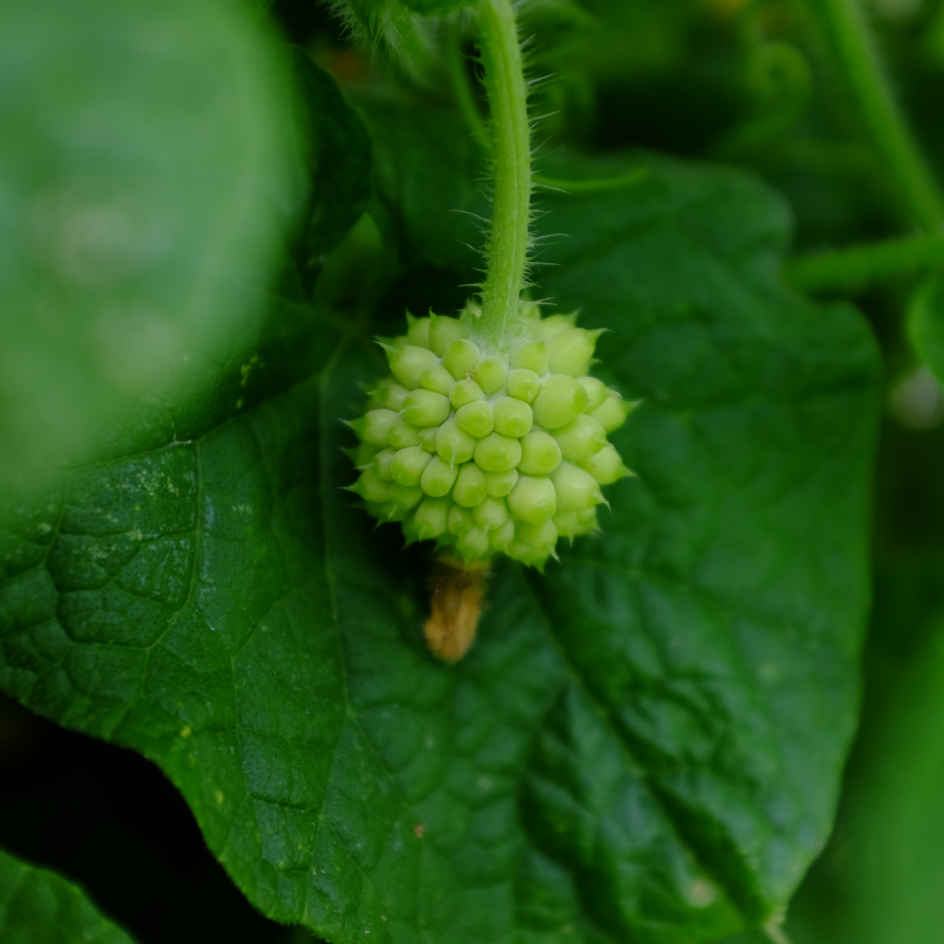 la-bo-te-graines-kiwano-rond-blanc-bio-graines-fruit-exotique image 3