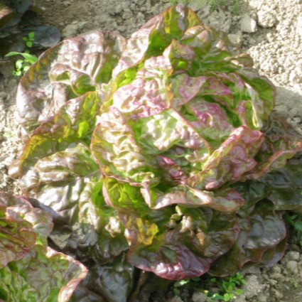 la-bo-te-graines-laitue-merveille-4-saisons-graines-bio image 1