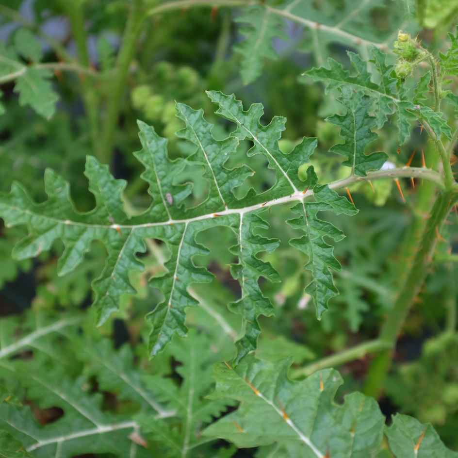 la-bo-te-graines-morelle-balbis-mamoncillos-bio-graines-l-gumes image 2