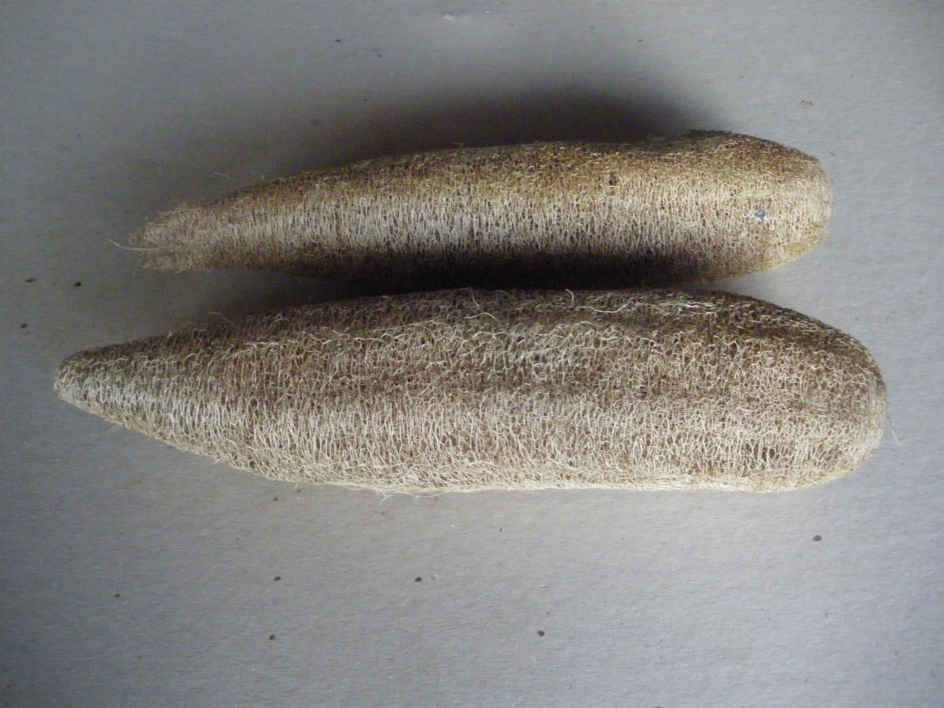 la-bo-te-graines-graines-l-gumes-luffa-courge-ponge-bio image 6