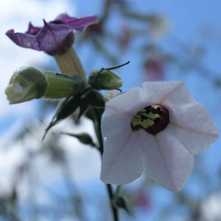 la-bo-te-graines-nicotiana-mutabilis-bio-graines-fleurs-roses image 3