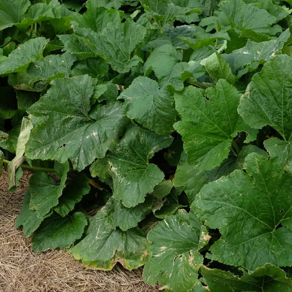 la-bo-te-graines-cou-tors-courge-bio-graine-yellow-crookneck image 3