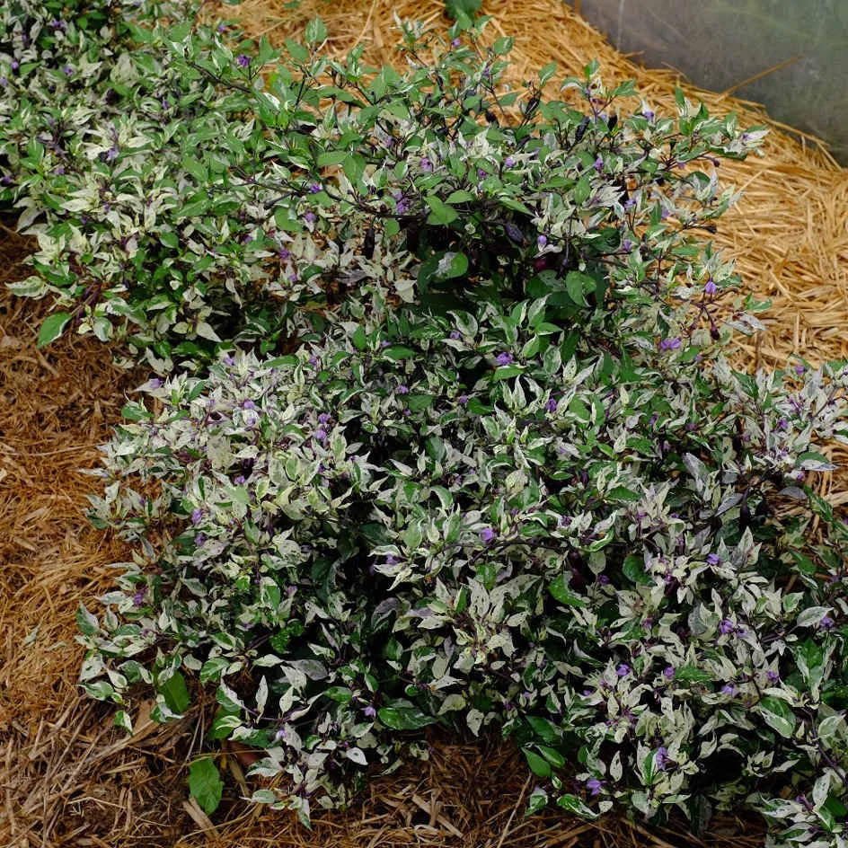 la-bo-te-graines-jigsaw-graines-piment-fort-bio-violet-rouge image 1