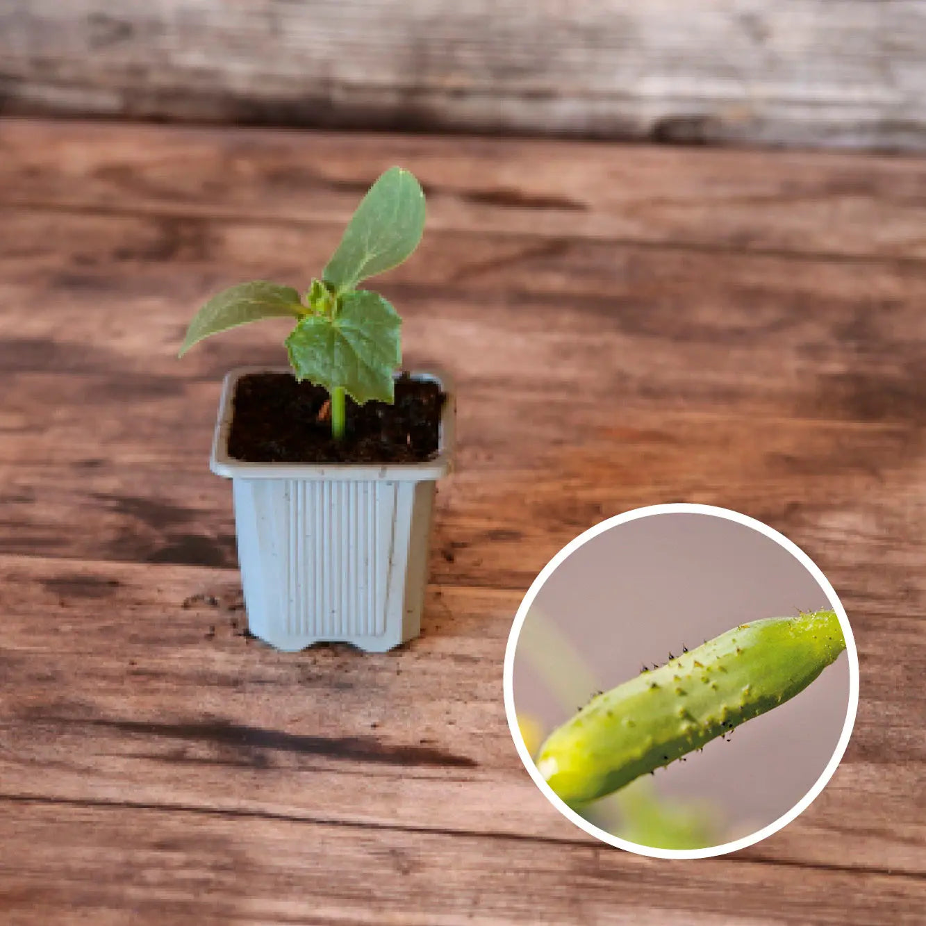 ferme-de-sainte-marthe-cornichon-vert-fin-de-meaux-plant-bio-pr-coce image 1