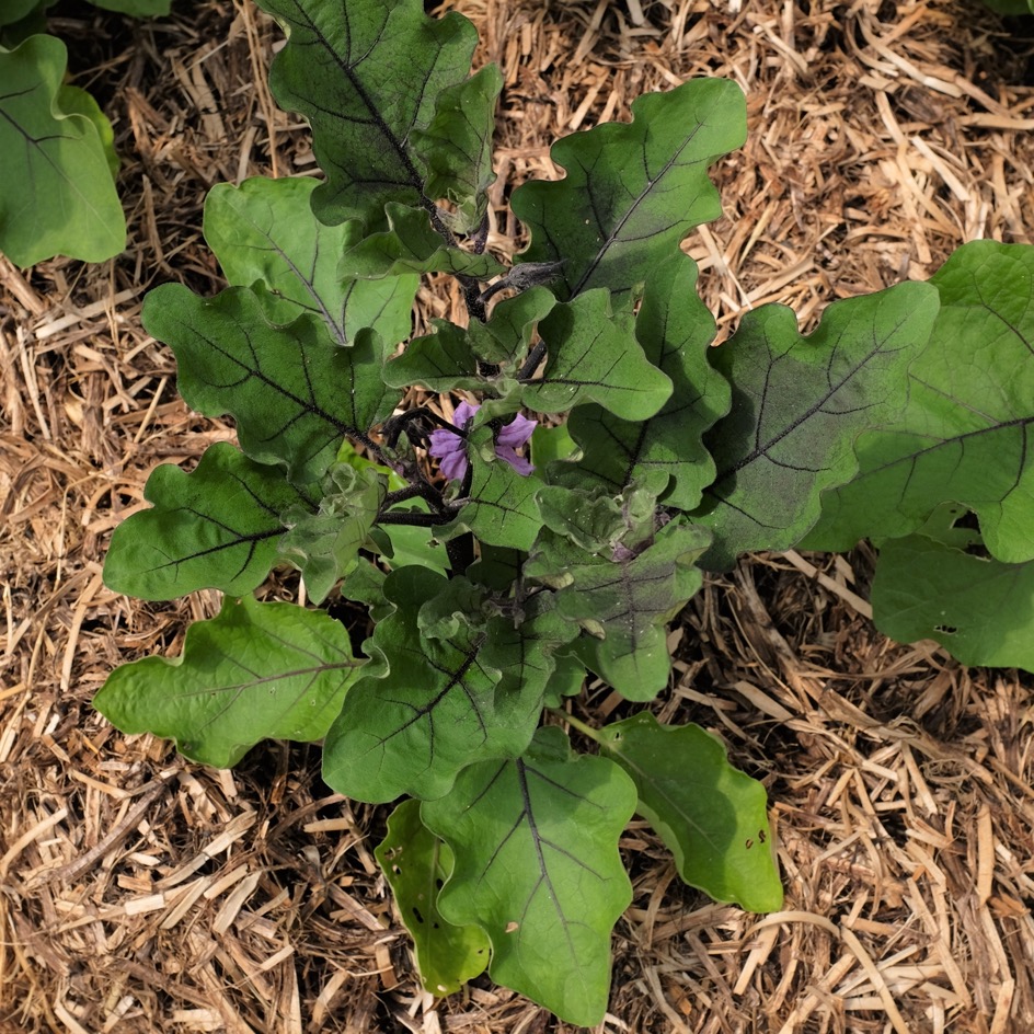 la-bo-te-graines-graines-l-gumes-ronde-de-valence-aubergine-bio image 2