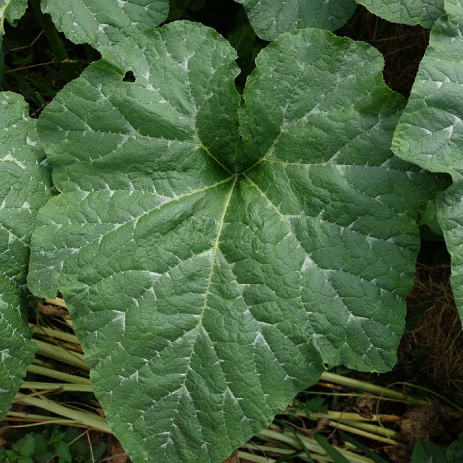 la-bo-te-graines-bambina-gigante-graines-courge-bio-g-ante image 3