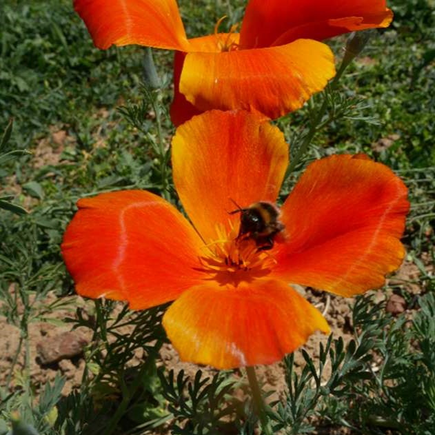 la-bo-te-graines-pavot-de-californie-orange-graines-bio image 1