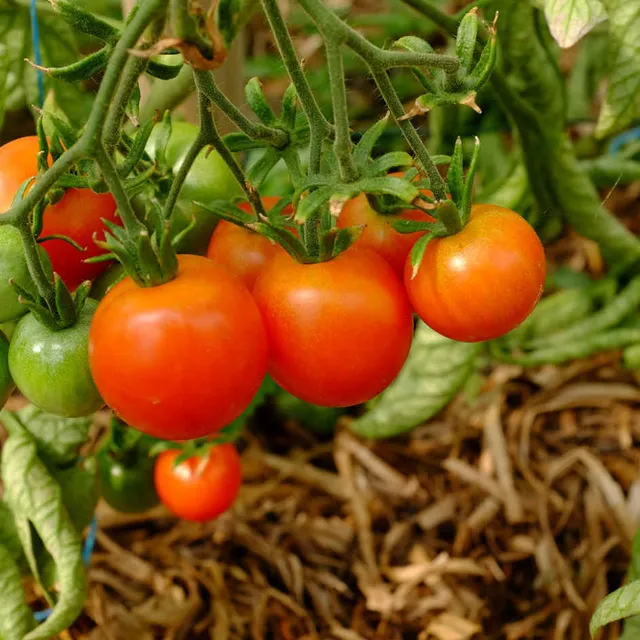 la-bo-te-graines-tomate-pr-coce-de-quimper-graines-bio-pot image 1