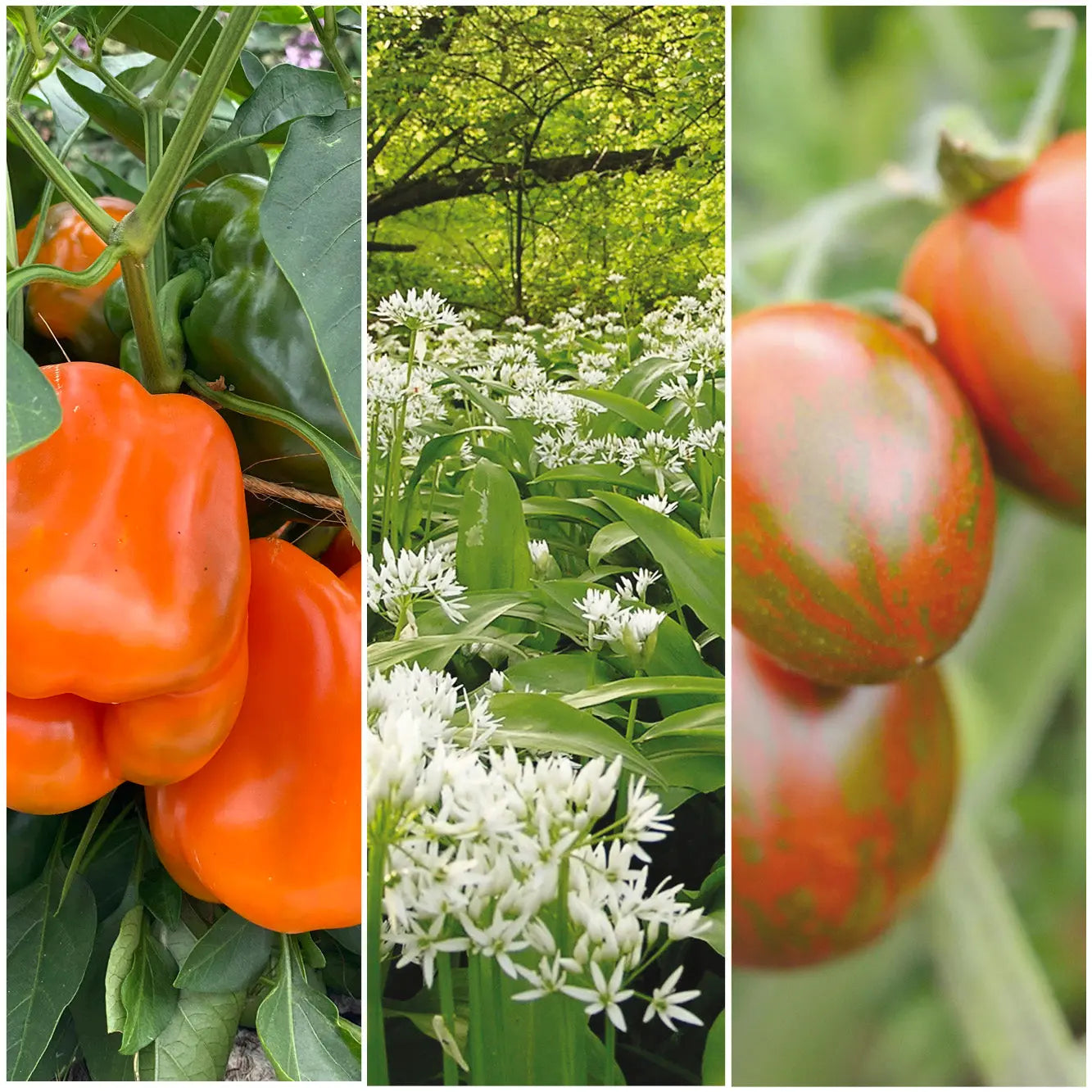 ferme-de-sainte-marthe-s-lection-balcon-gourmand-assortiment-graines image 1