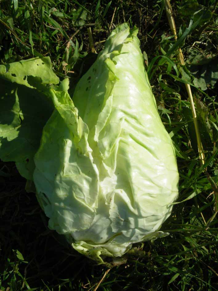 la-bo-te-graines-chou-coeur-de-boeuf-graines-bio-pointu image 2