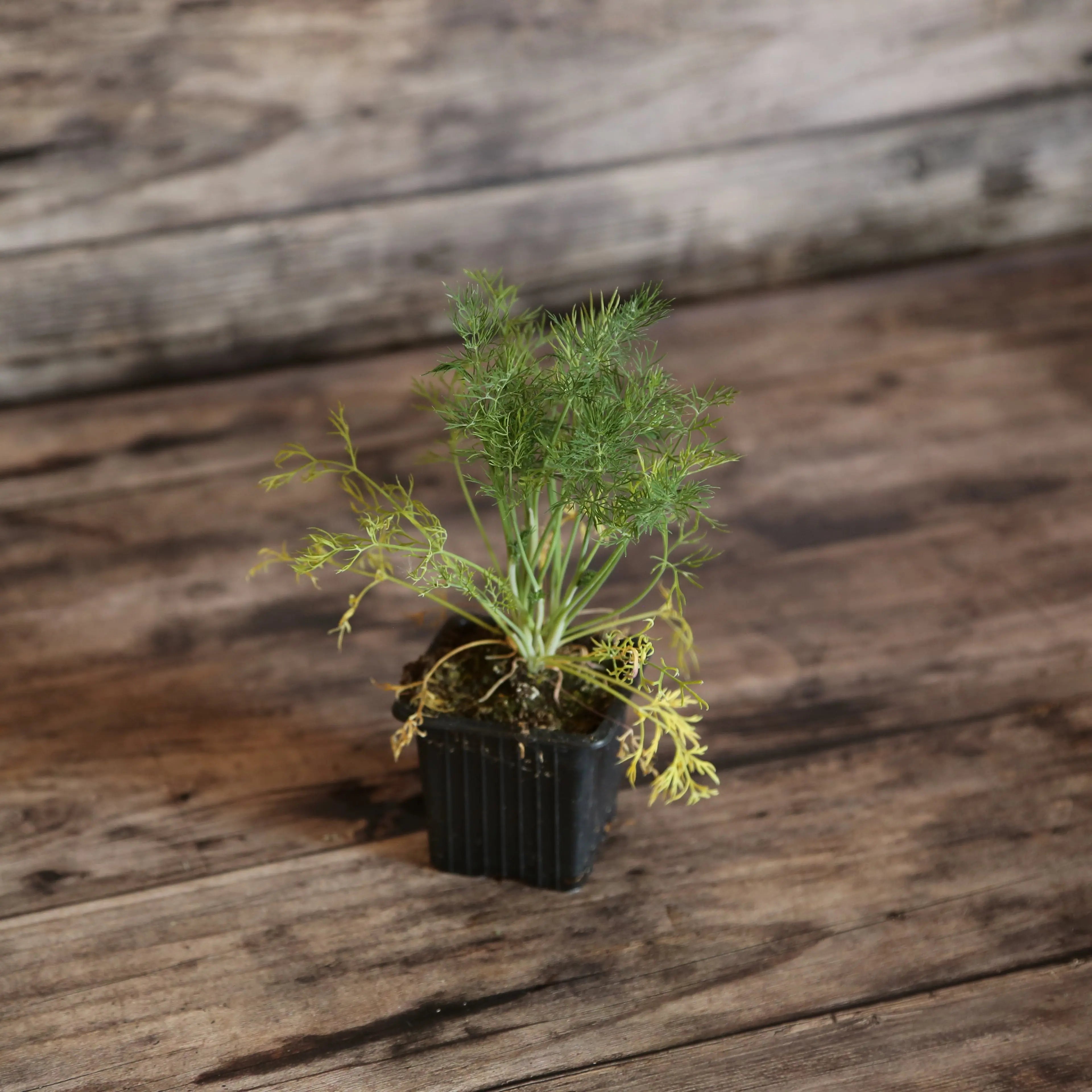 ferme-de-sainte-marthe-aneth-plant-aromatique-bio-en-godet image 1