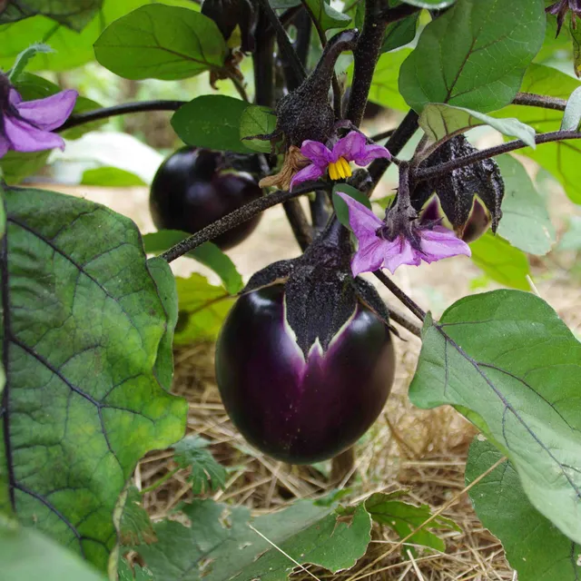 les-semences-de-l-ombelle-aubergine-ronde-valence-graines-bio image 1
