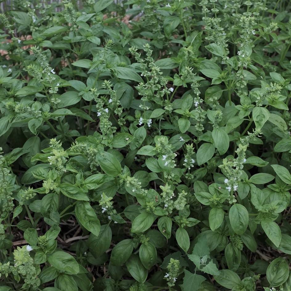 la-bo-te-graines-basilic-grand-vert-graines-bio-pesto image 3