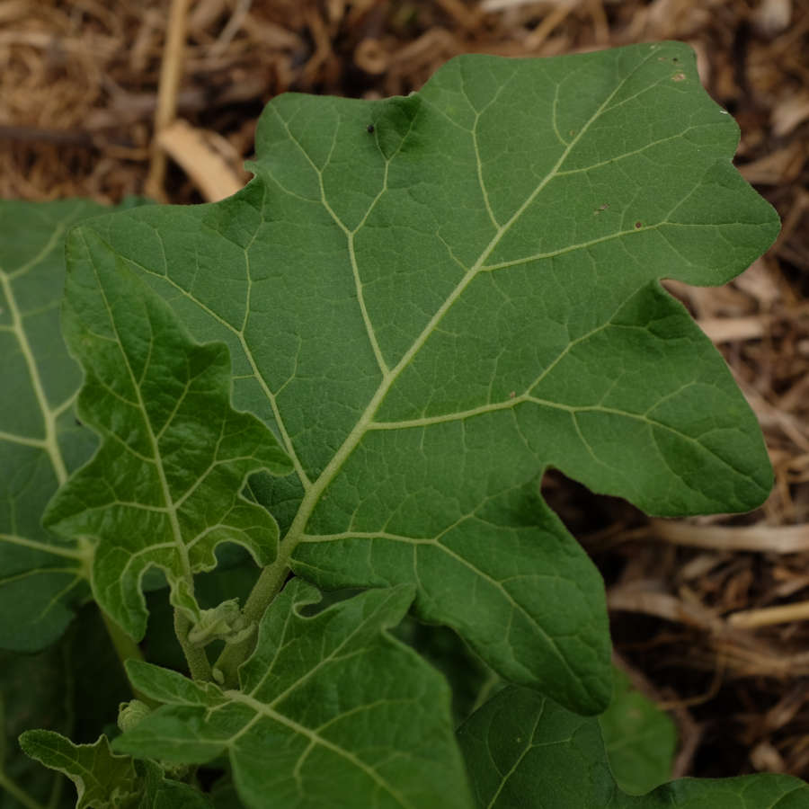 la-bo-te-graines-aubergine-goyo-kumba-graines-bio-africaine image 5
