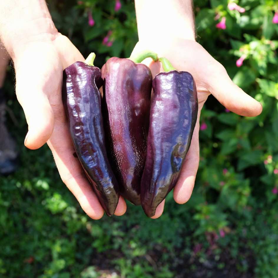la-bo-te-graines-poivron-black-night-graines-l-gumes-bio image 3