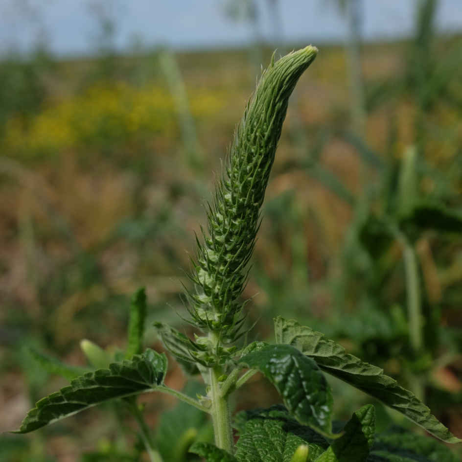 la-bo-te-graines-teucrium-hyrcanicum-bio-graines-fleurs-vivace image 3