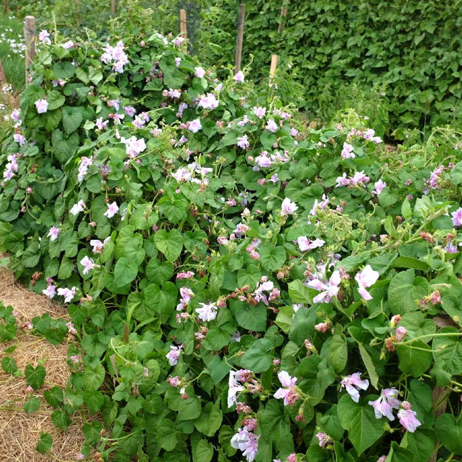 la-bo-te-graines-ipom-e-double-pom-pom-bio-graines-fleurs image 2