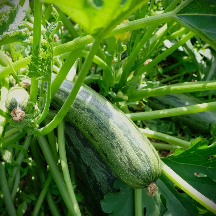 les-semences-de-l-ombelle-courgette-cocozelle-von-tripolis-graines image 1