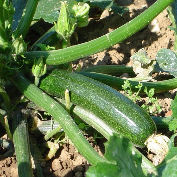 la-bo-te-graines-l-gumes-courgette-verte-non-coureuse-des-mara-chers-bio image 1