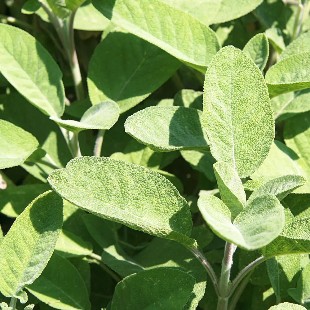 ferme-de-sainte-marthe-sauge-officinale-ab-plant-bio-vivace image 4