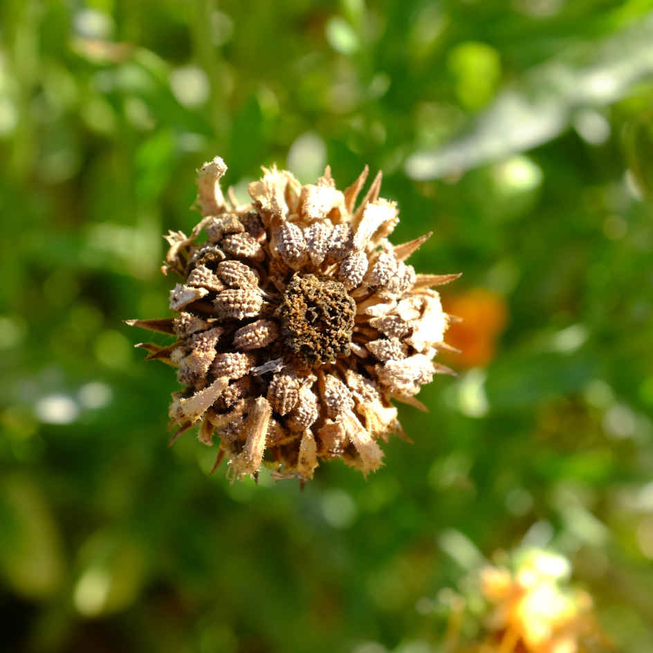 la-bo-te-graines-soucis-orange-graines-fleurs-bio-orange image 2