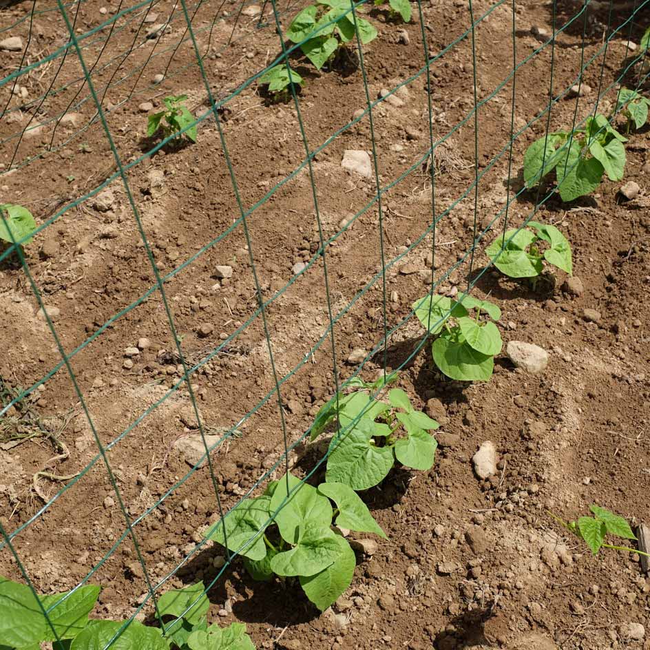 la-bo-te-graines-graines-l-gumes-haricot-ma-s-tarbais-bio image 3