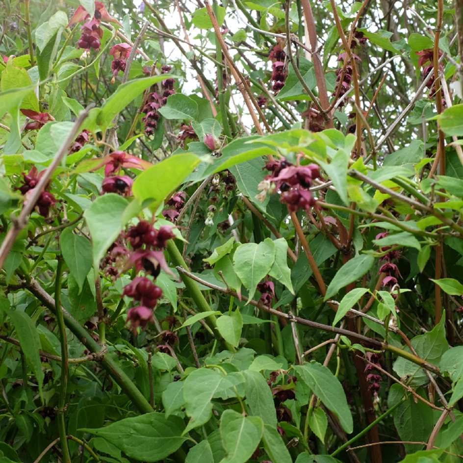 la-bo-te-graines-leycesteria-formosa-bio-graines-arbuste-faisans image 2