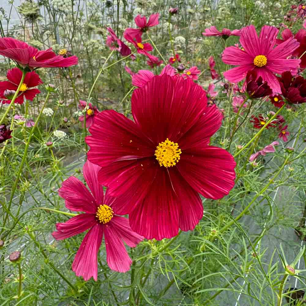 ferme-de-sainte-marthe-cosmos-rubenza-graines-fleurs-bio-sachet image 1