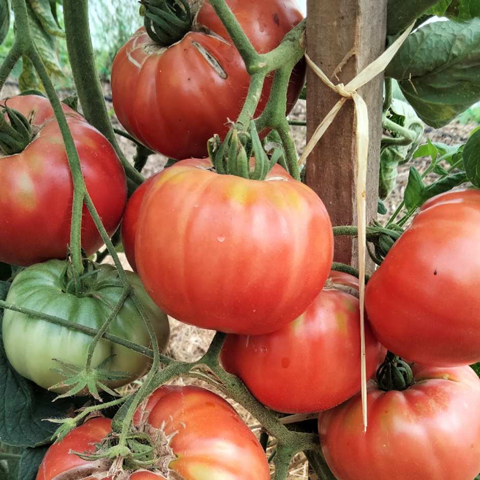 la-bo-te-graines-tomate-brandywine-graines-bio-chair-b-uf image 3