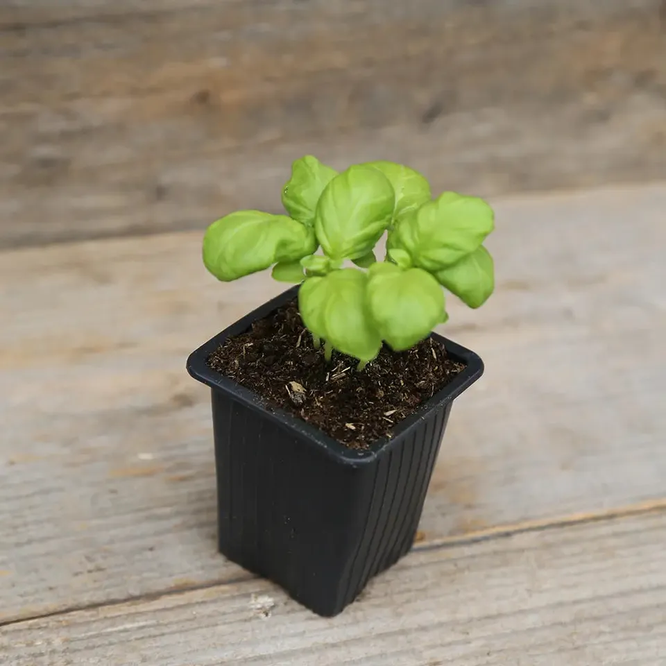 ferme-de-sainte-marthe-plants-bio-basilic-g-ant-monstrueux-mammouth-plant image 1