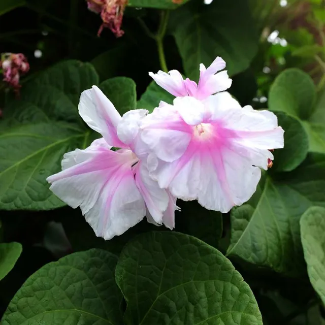 la-bo-te-graines-ipom-e-double-pom-pom-bio-graines-fleurs image 1