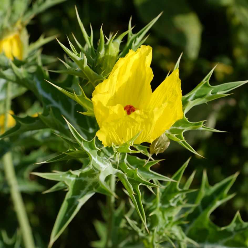 la-bo-te-graines-argemone-mexicaine-graines-fleurs-bio image 1