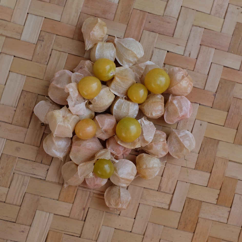 la-bo-te-graines-graines-l-gumes-physalis-goldie-bio image 4