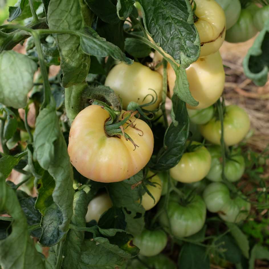 la-bo-te-graines-graines-l-gumes-tomate-beaut-blanche-bio-salade image 1
